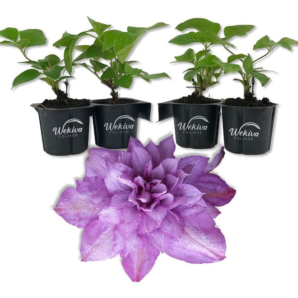 Wekiva Foliage Clematis Proteus-4 Live Starter Plants in 2 in. Growers Pots-Starter Plants Ready for The Garden-Rare Clematis