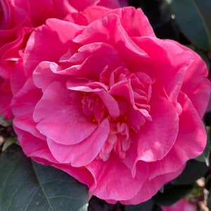 #5 container Spellbound Pink Camellia Plant