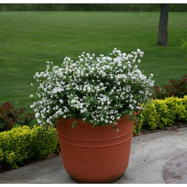 PROVEN WINNERS 4.5 in. Qt. Yuki Snowflake (Deutzia) Live Shrub, White Flowers