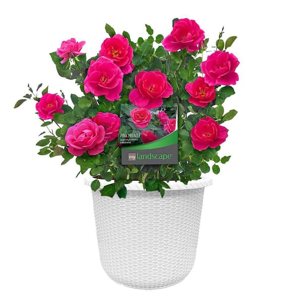 MY LANDSCAPE 2 Gal. Pink Miracle Rose with Pink Flowers in