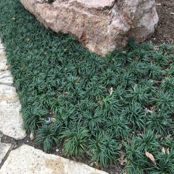 Unbranded 1 Gal. Dwarf Mondo Grass Plant