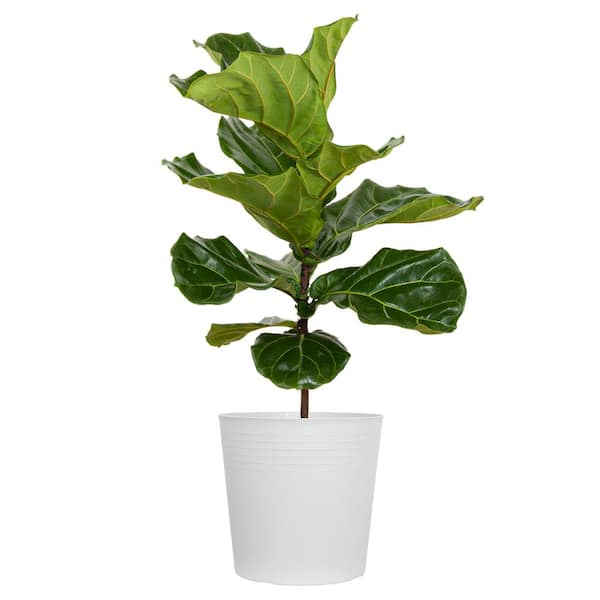 United Nursery Ficus Lyrata Standard in 10 White Decor Pot