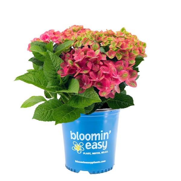 BLOOMIN' EASY 1 Gal. Tilt-A-Swirl Bigleaf Hydrangea (Macrophylla) Live Shrub, Green and Red Bicolor Flowers