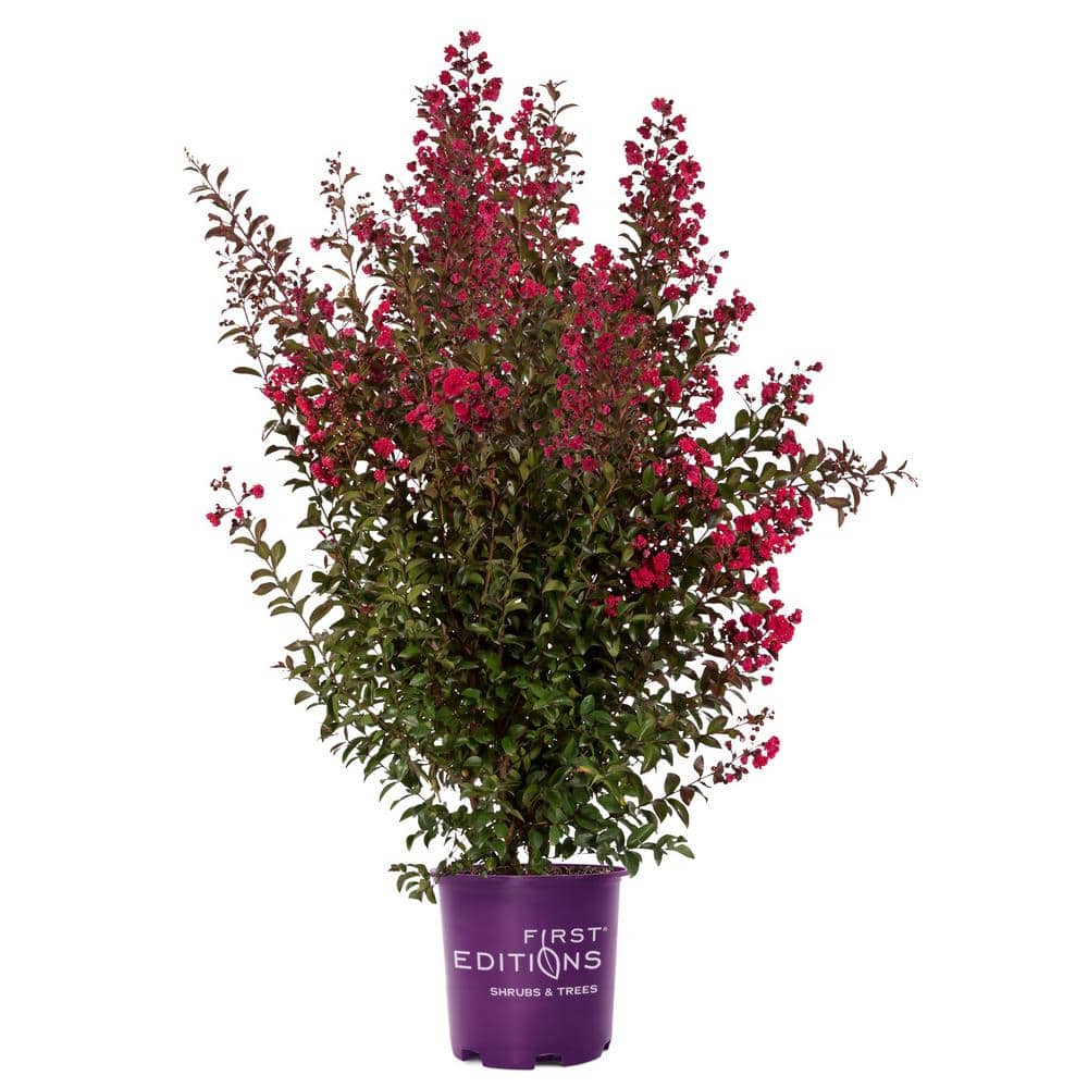 FIRST EDITIONS 2 Gal. Ruffled Red Magic Crape Myrtle Flowering Shrub ...