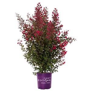2 Gal. Ruffled Red Magic Crape Myrtle Flowering Shrub with Red Flowers
