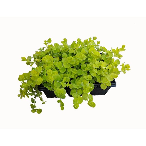 Perennial Lysimachia Groundcover (6-Pack) 1900 - The Home Depot