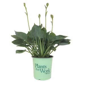 Plantain Lily Hosta Blue Hawaii Live Plant