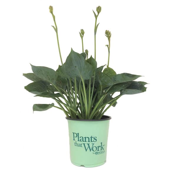Plants That Work Plantain Lily Hosta Blue Hawaii Live Plant
