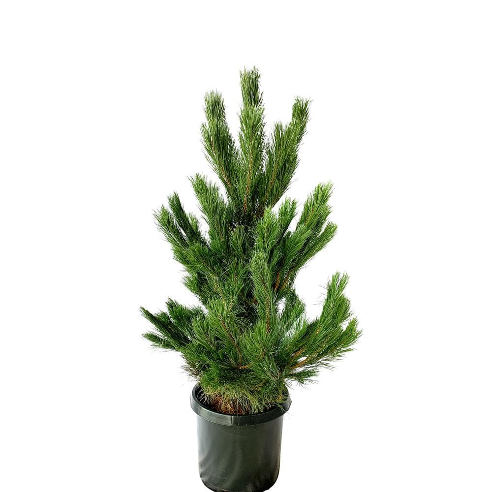 Pine Austrian #10 1006110720 - The Home Depot
