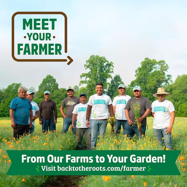 Organic Squash 'Fordhook Zucchini' Seed (1-Pack)