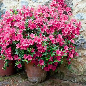 2.5 Qt. FlorAmore Azalea Hot Pink Shrub with Pink Blooms