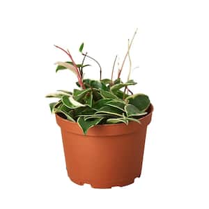 Tri-Color Hoya Carnosa Plant in 6 in. Grower Pot