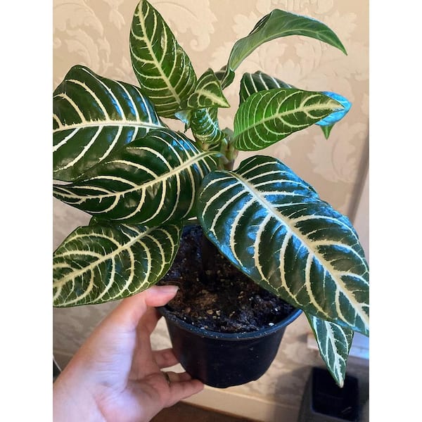 Wekiva Foliage Zebra Plant-3 Live Plants in 6 in. Pots-Aphelandra Squarrosa 'Snow White'-Beautiful Easy Care Indoor Plant