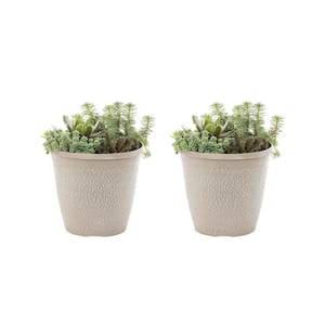 3 Qt. Sedum and Sempervivum Combo in Decorative Planter Multicolor Perennial Plant (2-Pack)