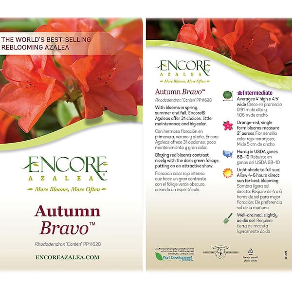 ENCORE AZALEA 5 Gal. Autumn Bravo Shrub with Blazing Red Flowers and Dark  Green Foliage 15656 - The Home Depot