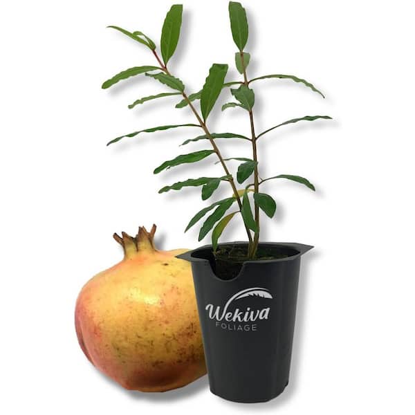 Azadi Pomegranate Tree-Live Plant in a 2 in. Growers Pot-Punica Granatum-Edible Fruit Bearing Tree