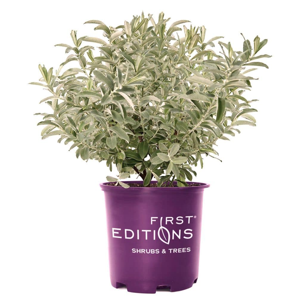 2 Gal. Iceberg Alley Sageleaf Willow Shrub with Silver and Red Flowers price history on PriceWatchPro
