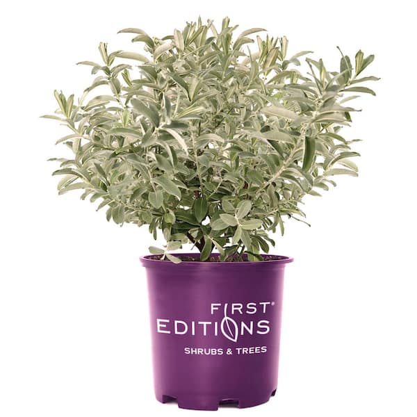 2 Gal. Iceberg Alley Sageleaf Willow Shrub with Silver and Red Flowers