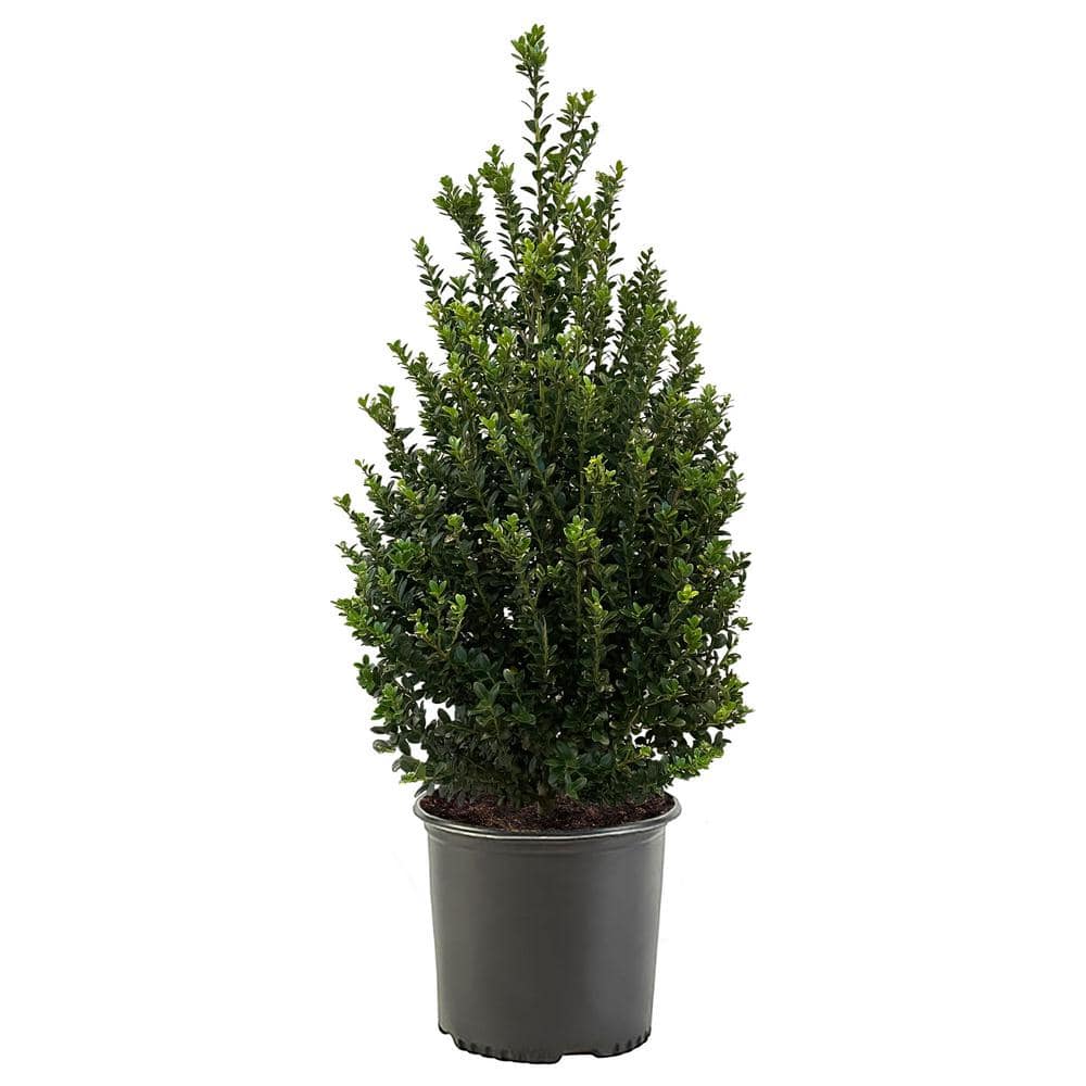 2.25 Gal. Steeds Upright Japanese Holly Plant with Dark Green Foliage