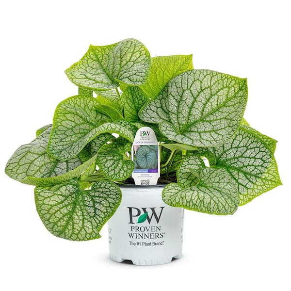 PROVEN WINNERS 1 Gal., 'Jack of Diamonds' (Brunnera) Live Plant, Blue Flowers and Silver Foliage