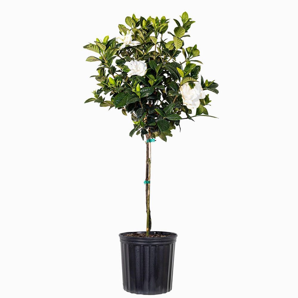 decorative indoor planter Boho White Accents Planter