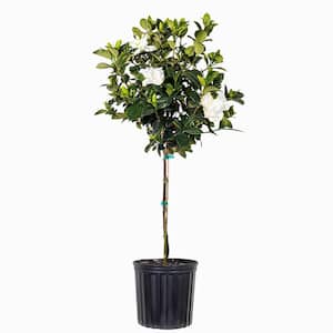 34.in to 40 in. Tall Gardenia Aimee Standard Live Gardenia Jasminoides Outdoor Plant in 9.25 in. Grower Pot