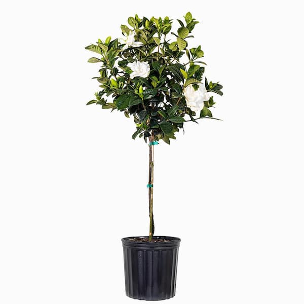 34.in to 40 in. Tall Gardenia Aimee Standard Live Gardenia Jasminoides Outdoor Plant in 9.25 in. Grower Pot