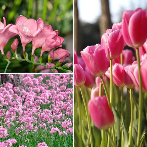 Pretty in Pink Plant Bulb Garden - 50 Piece