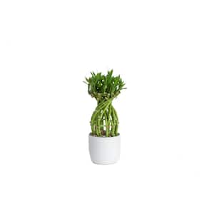 Grower's Choice Medium Lucky Bamboo Indoor Plant in 4.5 in. 2-Tone Round Ceramic Pot, Avg Shipping Height 1-2 ft.