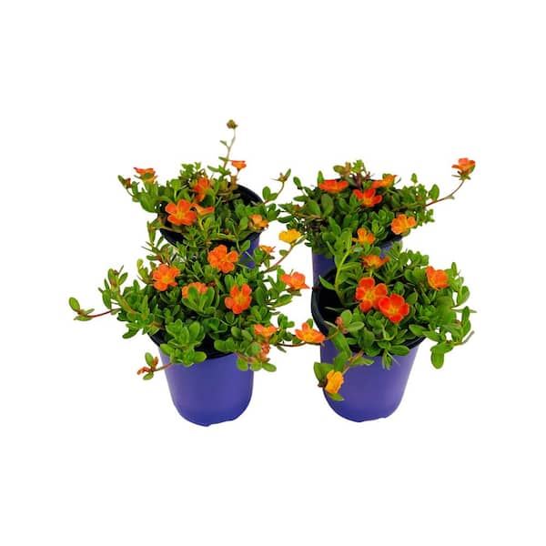 1.38 Pt. Purslane Plant Orange Flowers in 4.5 In. Grower's Pot (4-Plants)