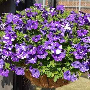 4 in. NightSky Petunia Plant with Purple-White Blooms (3-Piece)
