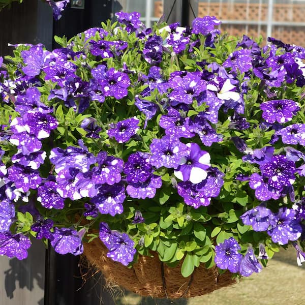 national PLANT NETWORK 4 in. NightSky Petunia Plant with Purple-White Blooms (3-Piece)