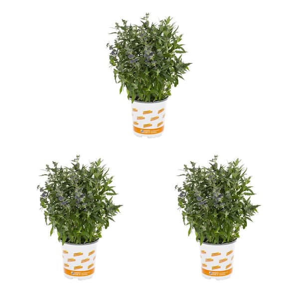 2 Qt. Bluebeard Grand Bleu Plant with  Blossoms in Grower pot