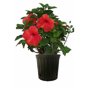10 in. 26 in. to 32 in. Tall Premium Hibiscus Flowering Bush Grower's Choice Bloom Color Live Outdoor Plant