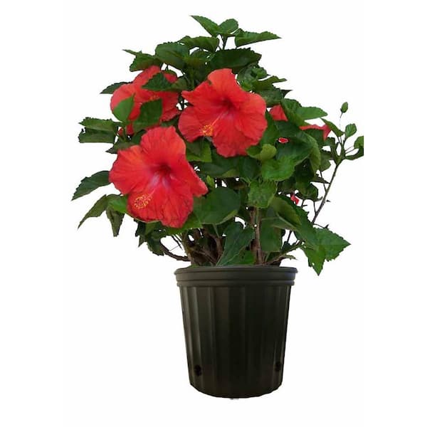Costa Farms Grower's Choice Premium Hibiscus Flowering Outdoor Bush in 10 in. Grower Pot, Avg. Shipping Height 2-3 ft. Tall