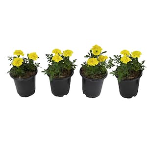 French Yellow Marigold Flowers Garden Annual Outdoor Plants in 4 in. Grower Pots (4-Pack )