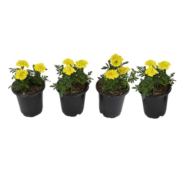ALTMAN PLANTS French Yellow Marigold Flowers Garden Annual Outdoor Plants in 4 in. Grower Pots (4-Pack )