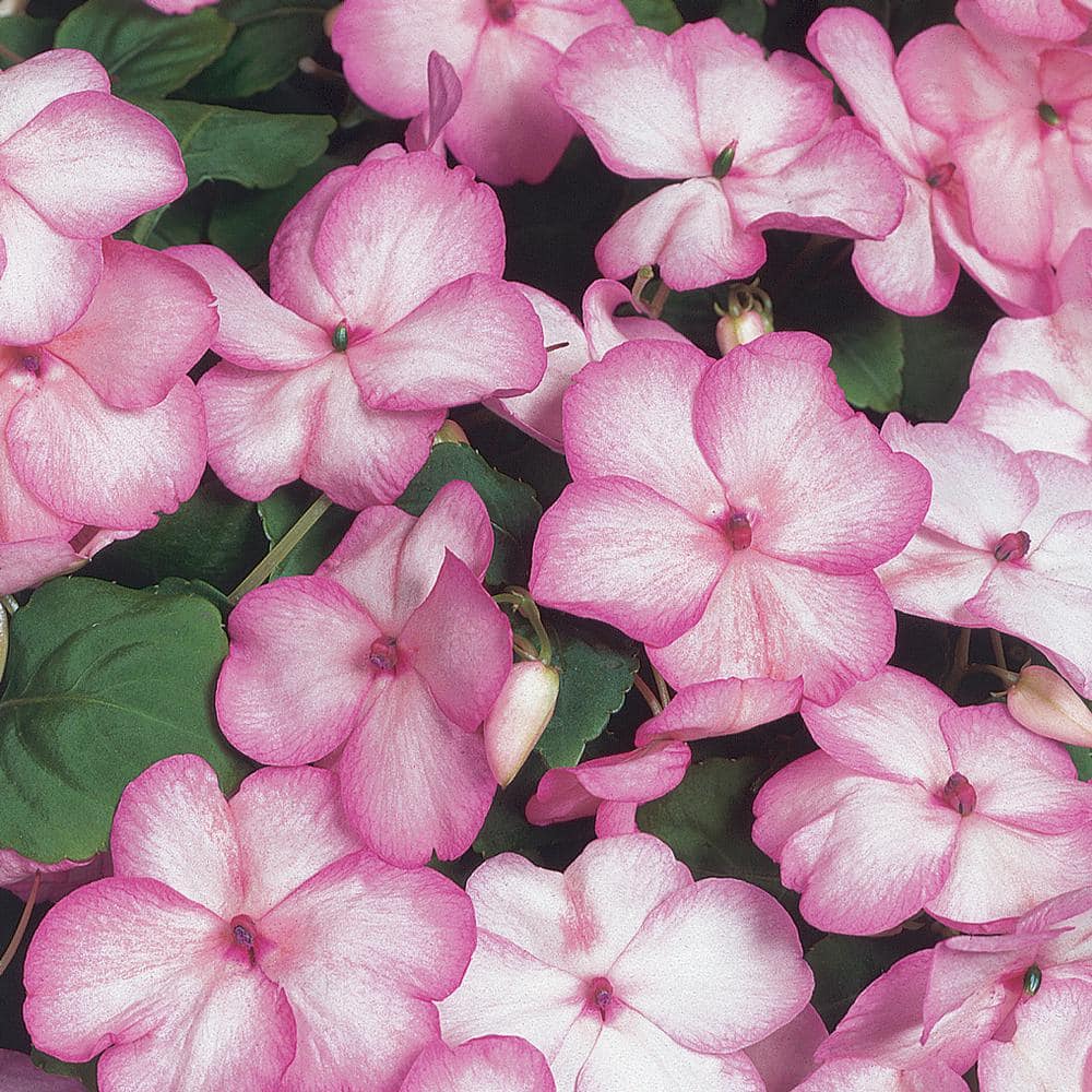 4 in. Pink and White Impatiens Seed 6767 The Home Depot