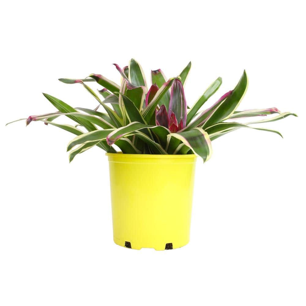 Neoregelia Raphael Variegated Green and Purple Bromeliad in Yellow Planter