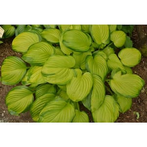 3 Gal. Stained Glass Perennial Hosta, Live Plant with Brilliant Gold Leaves with Dark Green Edges