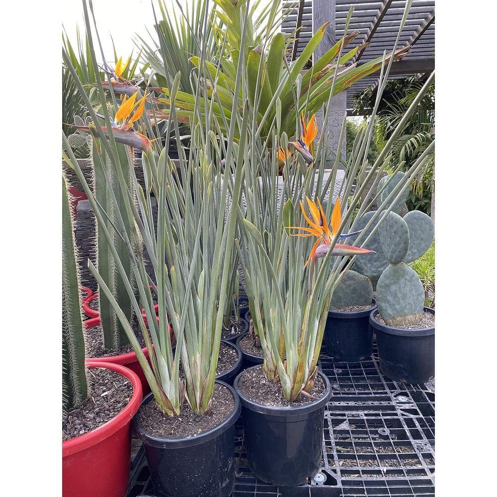strelitzia nicolai indoor plant White Bird Of Paradise: Strelitzia - 10" Pot