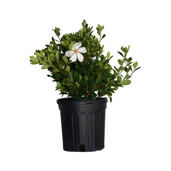 FLOWERWOOD 2.5 Qt. Kleim's Hardy Daisy Gardenia, Live Evergreen Shrub, White Fragrant Blooms