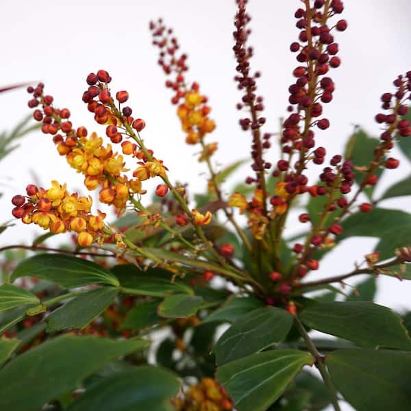 national PLANT NETWORK 4 in. Mahonia Groovy Glow Shrub with Yellow Flowers (3-Pack)