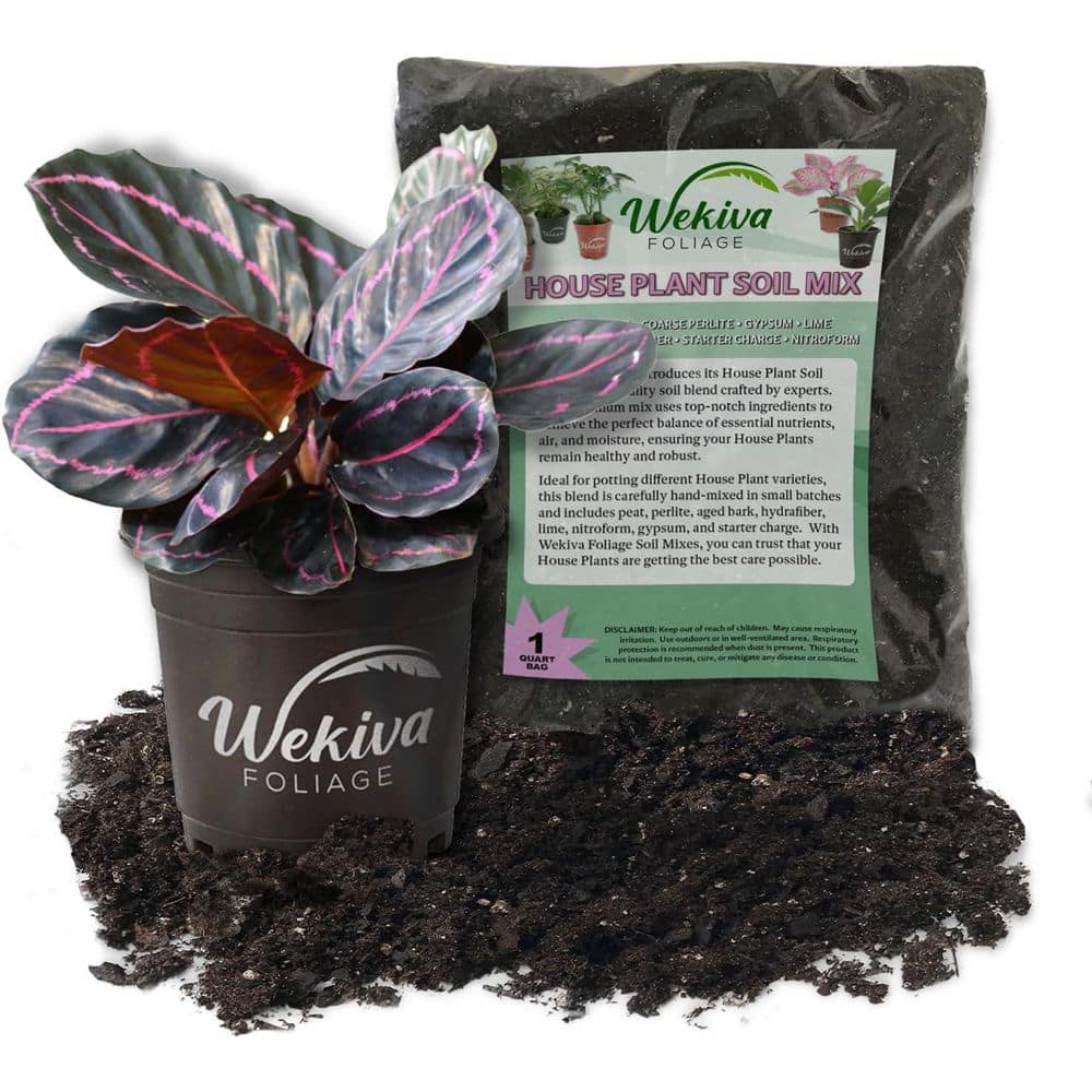Calathea Dottie and Soil Mix Combo-Live Plant in a 4 in. Pot with 1 qt. HousePlant Soil Mix price history on PriceWatchPro