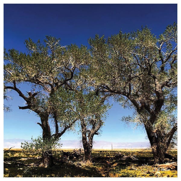 VENICE BEACH Collections Tree Line by Steven a Heller 1-Piece Unframed Canvas Drawing Print 30 in. x 30 in.