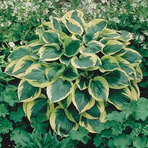 2.50 Qt. Pot, Aureo Marginata Hosta Potted Perennial Plant (1-Pack)