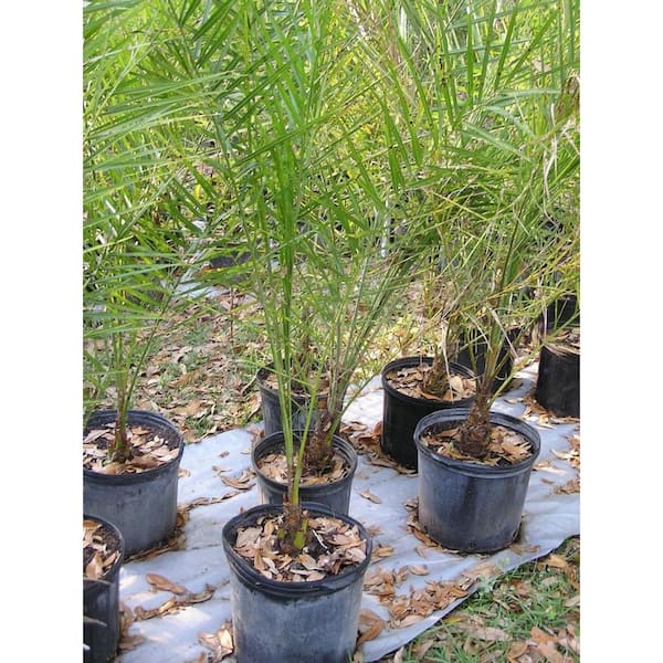 Wekiva Foliage Sylvester Palm-4 Live Plants in a 4 Inch Growers Pot-Pheonix Syvestrisi-Rare Ornamental Palms of Florida