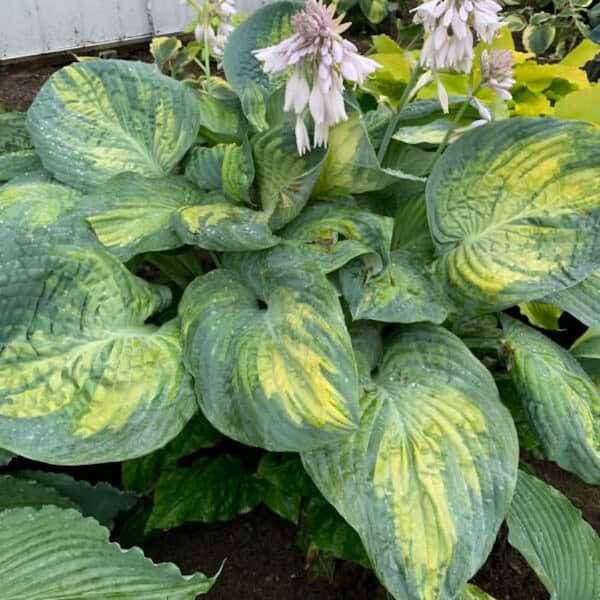 0.65 Gal. Shadowland Sound of Music Hosta (Hosta Hybrid) Live Perennial Plant with Green and Blue Foliage