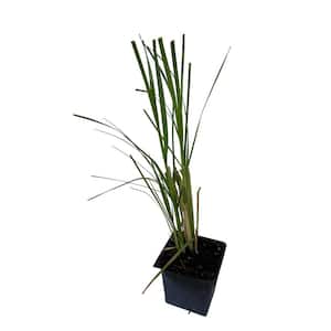 4 in. White Pampas Grass Plant (3-Pack)