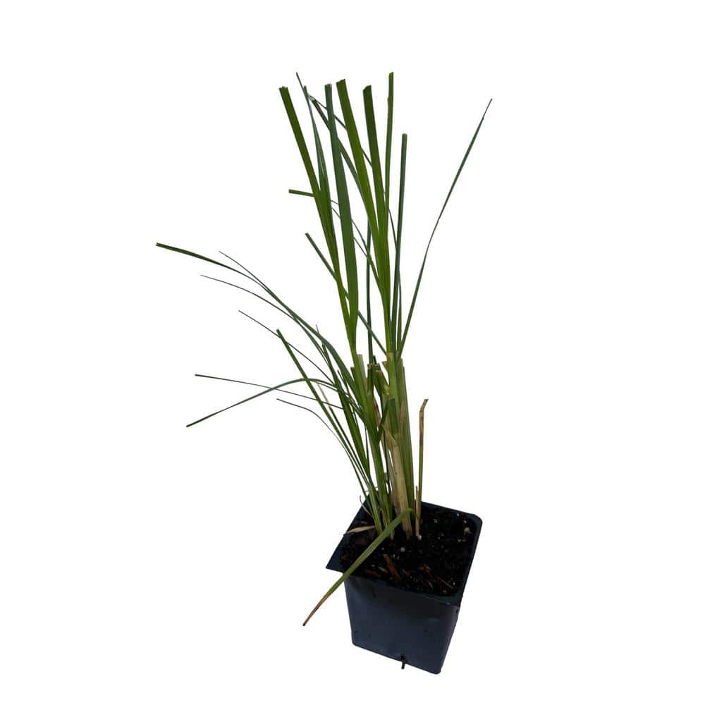 4 in. Pink Pampas Grass Plant (3-Pack)